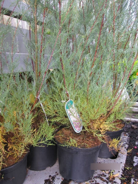 Tamarix ramosissima Hulsdonk White 2